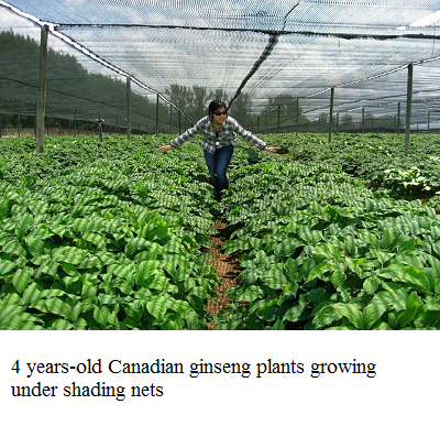 4 yr old ginseng on field e