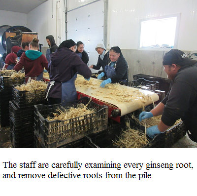 pickup bad ginseng after wash e