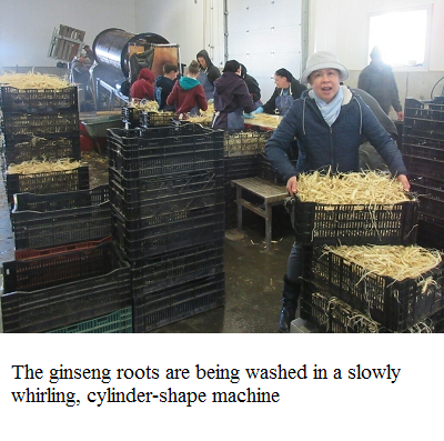 washing ginseng 1 e