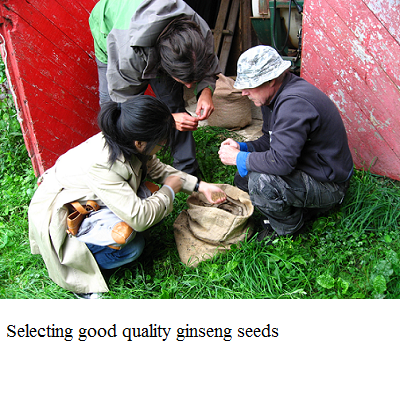 selecting good quality ginseng seeds e