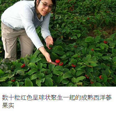 ginseng fruits s