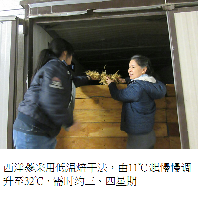 ginseng in dryer s