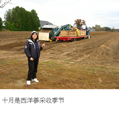 harvesting field ginseng s