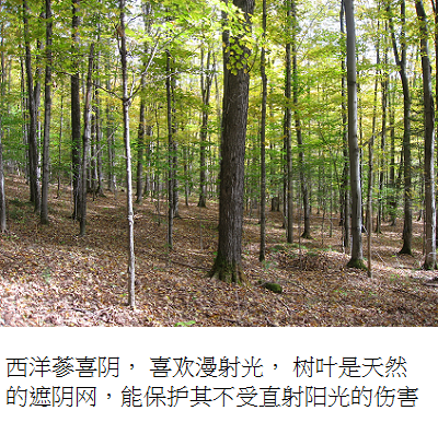 forest s