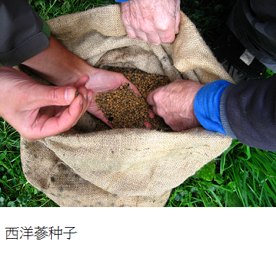 ginseng seeds s