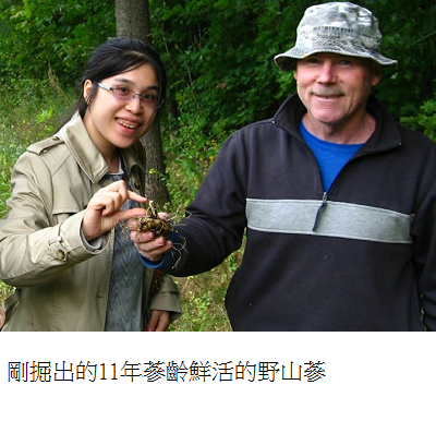 fresh wild simulated ginseng root