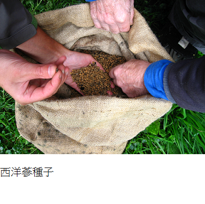 ginseng seeds