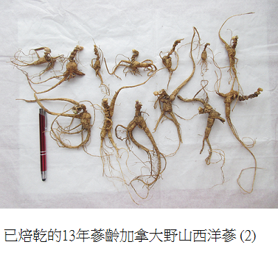 wild simulated ginseng 1 1 