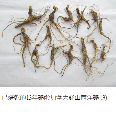 wild simulated ginseng 2 2