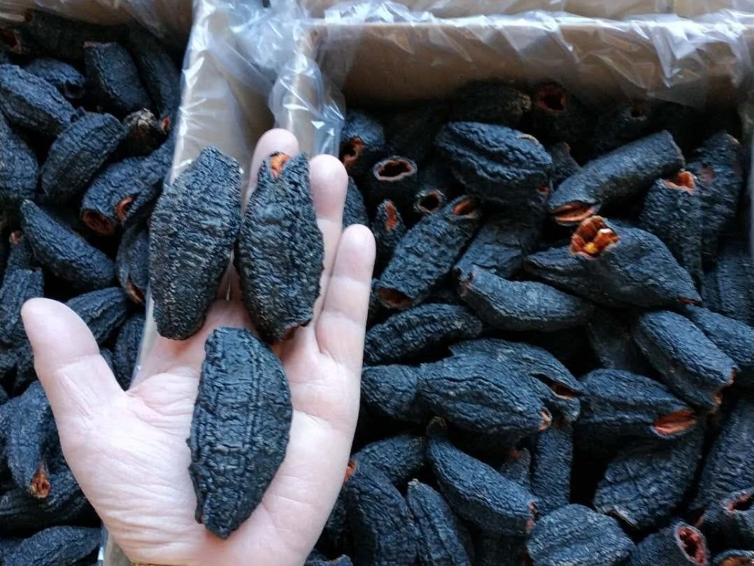 sea cucumber hand 1