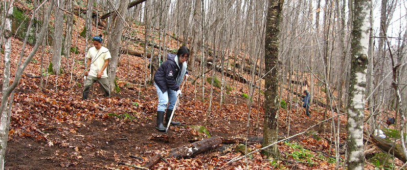 forest work 1
