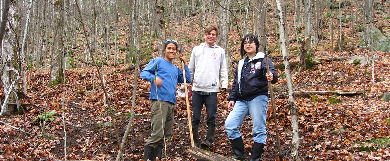forest work 3
